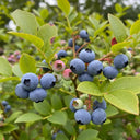 60cm 'Herbert Blueberry Bush | 2L Pot