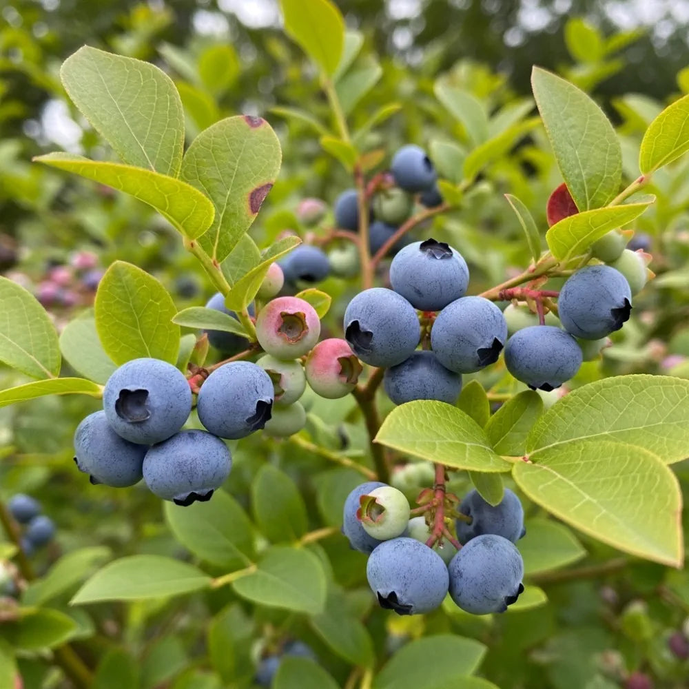 1ft Herbert Blueberry Bush | 9cm Pot