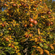 Ripe brown pears hanging on a 'Herefordshire Russet' Apple Tree with vibrant yellow and green leaves under a clear blue sky, capturing the essence of autumn harvest.