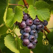 A cluster of ripe purple grapes from the Heritage Grape Vines Collection, hanging on a vine, surrounded by lush green leaves and tendrils in a vineyard.
