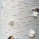 4ft Himalayan Birch Tree | Betula Utilis Doorenbos | 3L Pot