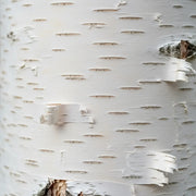 8ft Standard Himalayan Birch Tree | Mature Bare Root Betula Utilis Jacquemontii | 8/10cm Girth