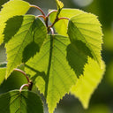 11ft Betula Utilis Jacquemontii 8/10 | 20L Airpot™ Grown Standard