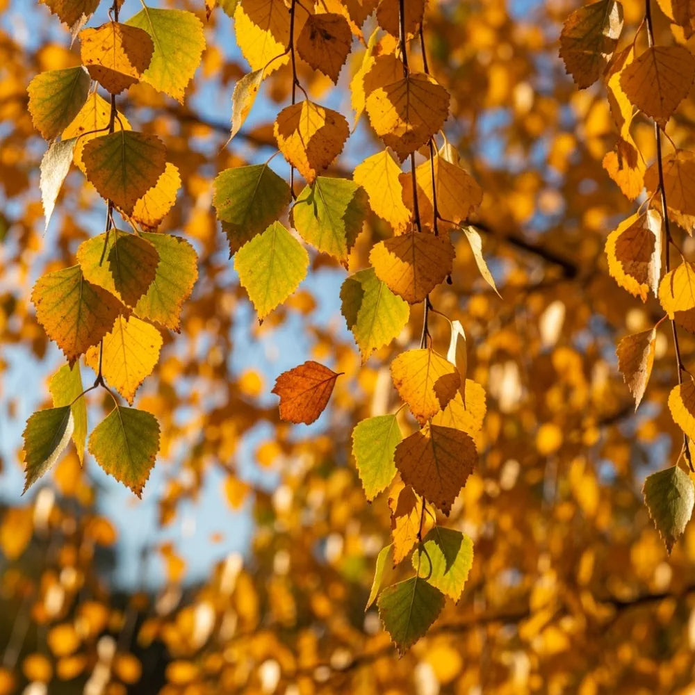 10ft Premium Himalayan Birch Tree | Multi-Stem | Betula Utilis Jacquemontii | Grown in 20L Airpot