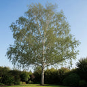 5ft Himalayan Birch Tree | Betula Utilis 'Jacquemontii' | 7.5L Pot | 2 Years Old