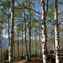 7ft Mature Himalayan Birch Tree | Multi-Stem Rootballed Tree | Betula Utilis Jacquemontii