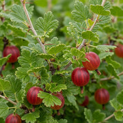Ripe 'Hinnonmaki Red' gooseberries on branches with vibrant green leaves, showcasing natural texture and color contrast in a garden setting.