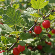Hinnonmaki Red Gooseberry Bush: Red gooseberries on a thorny branch with vibrant green leaves, highlighting the fruit's texture.