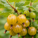 Ripe 'Hinnonmaki Yellow' gooseberries hanging on a branch with green leaves, showcasing their translucent skin and distinct vertical stripes.