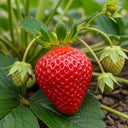 3x Honeoye Strawberry Plants | 9cm Pots