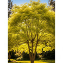 5ft Honeylocust Tree | Gleditsia triacanthos 'Sunburst' | 7.5L Pot  | 2 Years Old
