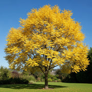5ft Honeylocust Tree | Gleditsia triacanthos 'Sunburst' | 9L Pot  | 2 Years Old