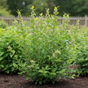 Lush 'Hortblue Petite' Blueberry Bush, unripe berries, rich soil, wooden fence.