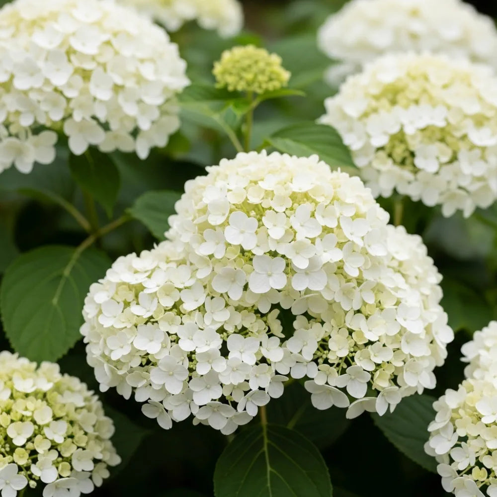 3ft Hydrangea arborescens 'Annabelle' | 10L Pot