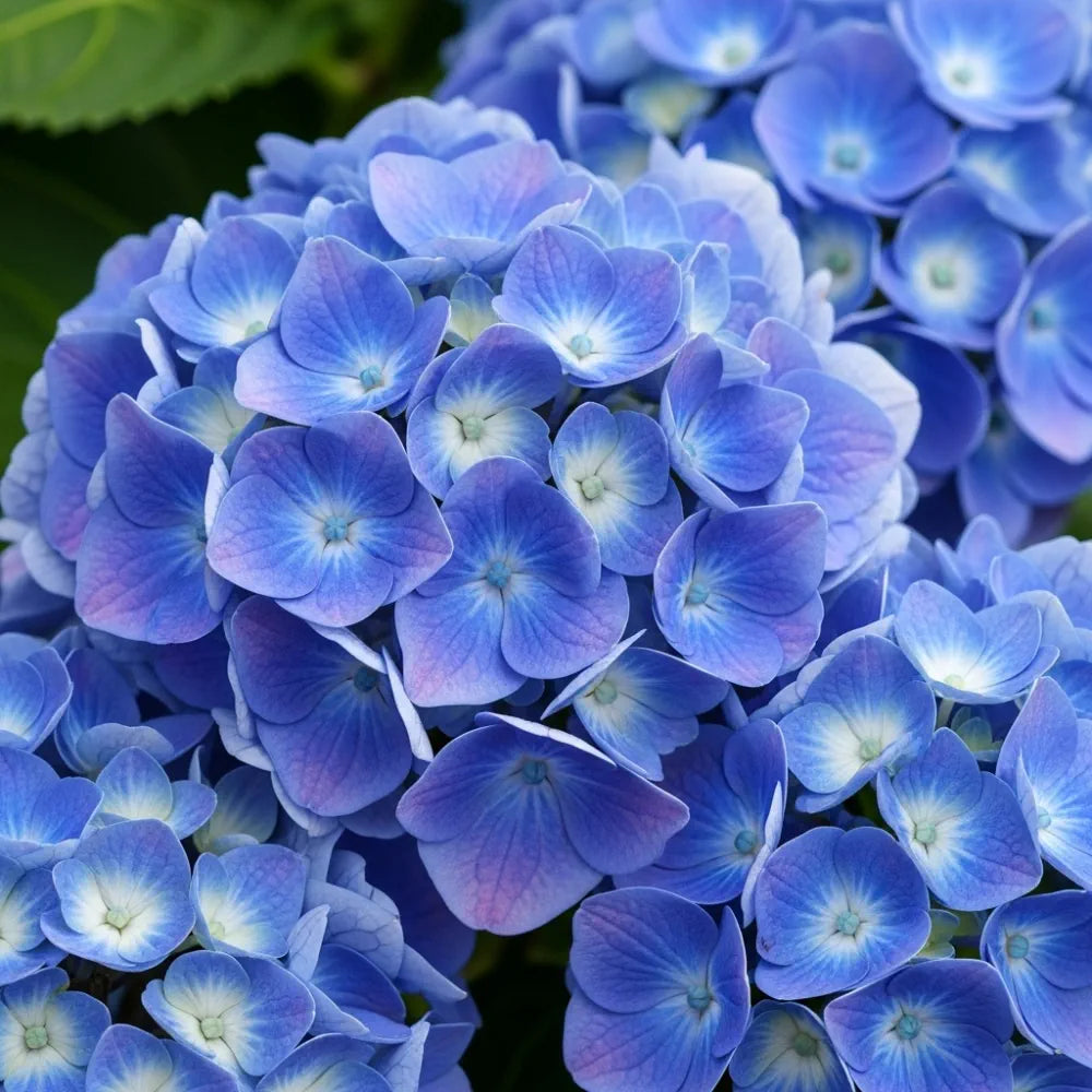 2.5ft Hydrangea macrophylla 'Blue Expression' | 3L Pot