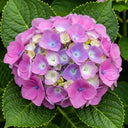 3ft Hydrangea macrophylla 'Bouquet Rose' | 3L Pot