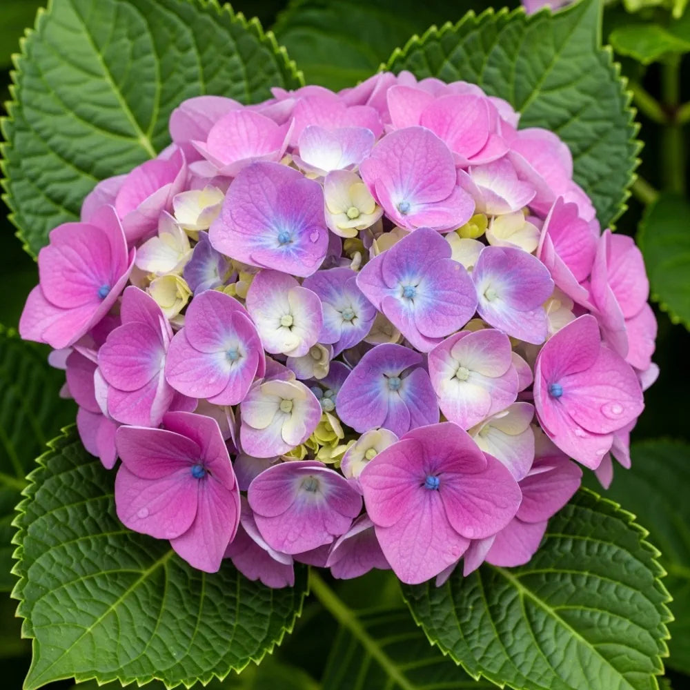 2.5ft Hydrangea macrophylla 'Bouquet Rose' | 7.5L Pot