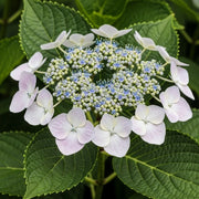 Hydrangea macrophylla 'Libelle' with delicate pale pink petals surrounding a cluster of small blue and white buds, set against lush green leaves.