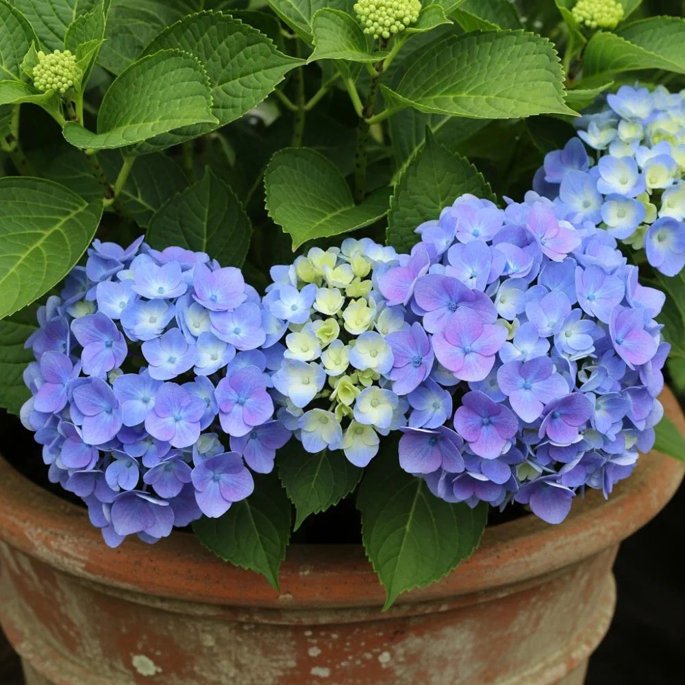 2.5ft Hydrangea macrophylla 'Little Blue' | 7.5L Pot