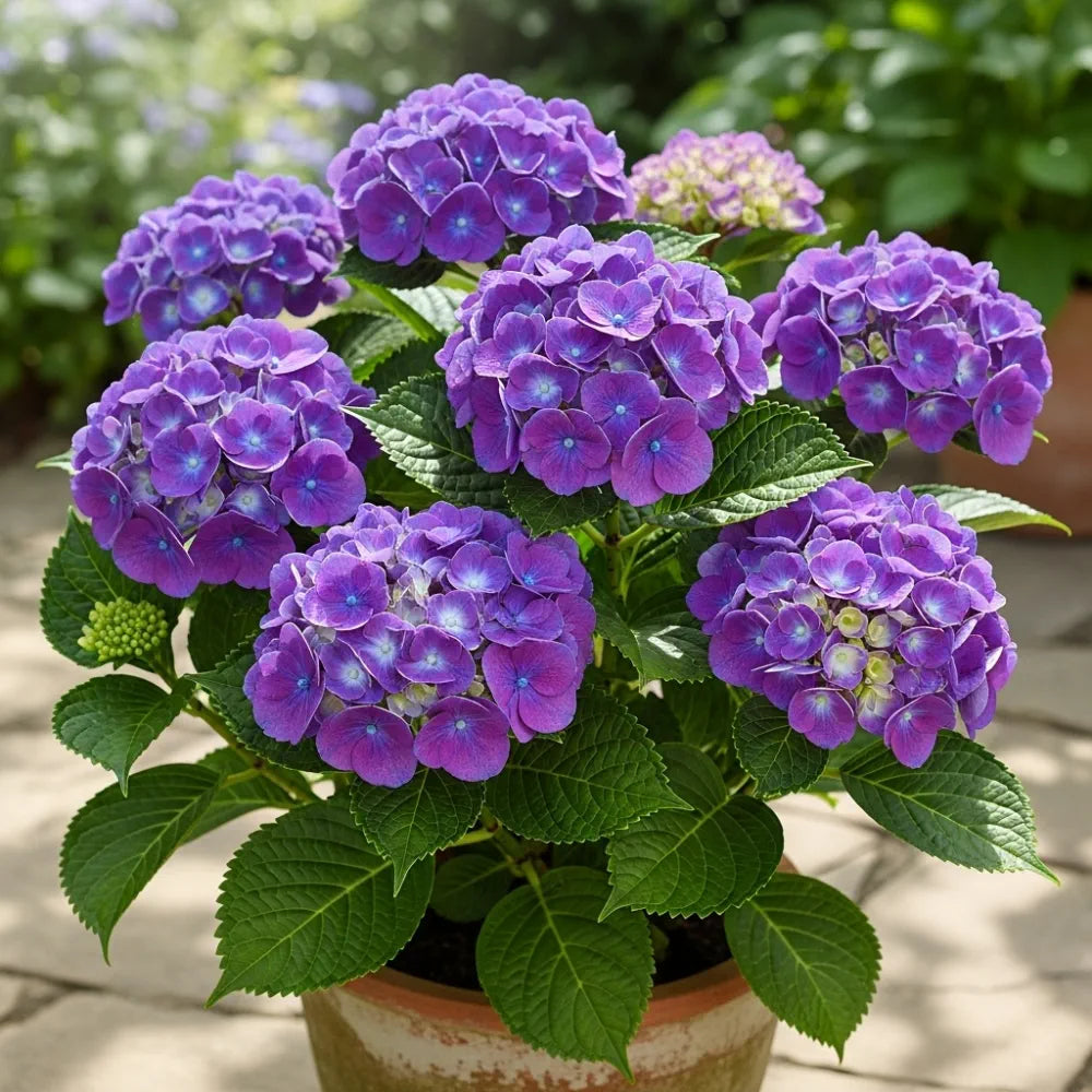 2.5ft Hydrangea macrophylla 'Little Purple' | 7.5L Pot