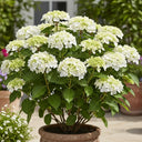 2ft Hydrangea macrophylla 'Little White' | 7.5L Pot