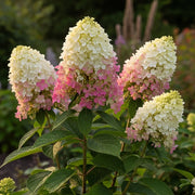 Four large Hydrangea paniculata 'Candlelight' panicles, white & pink blooms, lush green leaves, blurred garden background.