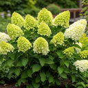 2ft Hydrangea paniculata 'Limelight' | 7.5L Pot