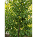 Imperial Gage' Plum Tree | 2-Year-Old Well-Rooted Bare Root | Approx. 5ft