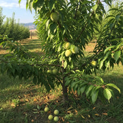 Imperial Gage' Plum Tree | 2-Year-Old Well-Rooted Bare Root | Approx. 5ft