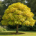 2ft Indian Bean Tree | Catalpa bignonioides 'Aurea' | 10L Pot | 2 Years Old
