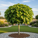 6ft 'Nana' Indian Bean Tree | Mature Bare Root Catalpa Bignonioides | 6/8cm Girth
