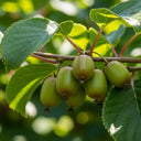 3 Issai Hardy Kiwi Plants | 9cm Pots