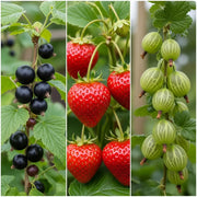 Jam Maker's Fruit Plants Collection: Blackcurrants, strawberries, and gooseberries on plants, vibrant colors, green leaves.