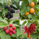 Jam Maker's Fruit Plants Collection | Allotment in a Box: Blackberries, apricots, raspberries, red currants on branches with green leaves.
