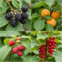 Jam Maker's Fruit Plants Collection: Blackberries, apricots, raspberries, and red currants on branches with green leaves, ripe and fresh.