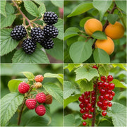 Jam Maker's Fruit Plants Collection: Blackberries, apricots, raspberries, and red currants on branches with green leaves, ripe and fresh.
