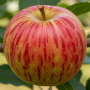 5ft Dwarfing 'James Grieve' Apple Tree | 2 Years Old | 7.5L Pot