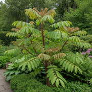 Aralia elata, the Japanese Angelica Tree, with large, green compound leaves and reddish stems, thrives in a lush garden.
