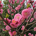 5ft Japanese Apricot Tree | Prunus mume 'Beni-chidori' | 5L pot
