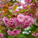15ft 'Kanzan' Cherry Blossom Tree | Mature Standard Bare Root | 10/12cm Girth