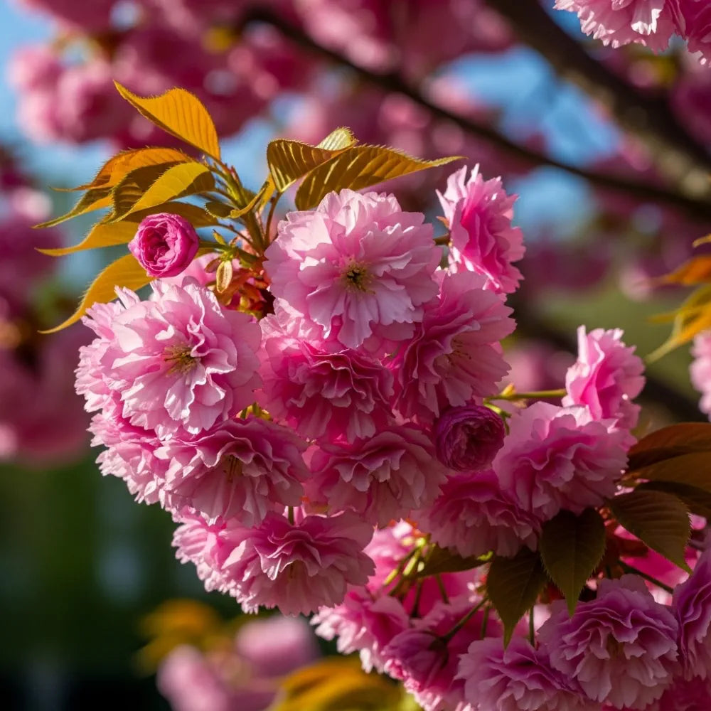 5ft Japanese Cherry Blossom Tree | Prunus serrulata 'Kanzan' | 9L Pot | 2 Years Old