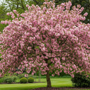 5ft Japanese Crabapple Tree | Malus floribunda | Bare Root | 2 Years Old