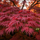 80cm Japanese Maple | Acer palmatum  Bare Root Plant