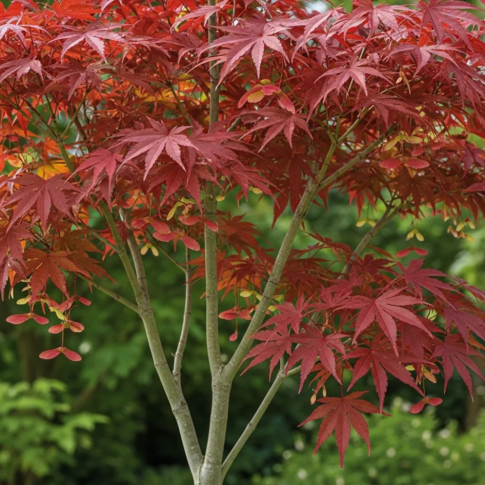 Vibrant red leaves of a Japanese Maple Tree | Acer palmatum 'Bloodgood' with slender branches, set against a lush green garden background, showcasing autumn foliage.