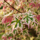 1ft Japanese Maple Shrub | Acer palmatum 'Butterfly' | 1.5L Pot