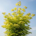 5ft 'Flavescens' Japanese Maple Tree | 90cm Stem Top-Worked Tree | 15L Pot