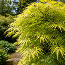 3ft 'Flavescens' Japanese Maple Tree | 3L Pot