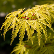 5ft 'Flavescens' Japanese Maple Tree | 90cm Stem Top-Worked Tree | 15L Pot