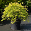 5ft 'Flavescens' Japanese Maple Tree | 90cm Stem Top-Worked Tree | 15L Pot