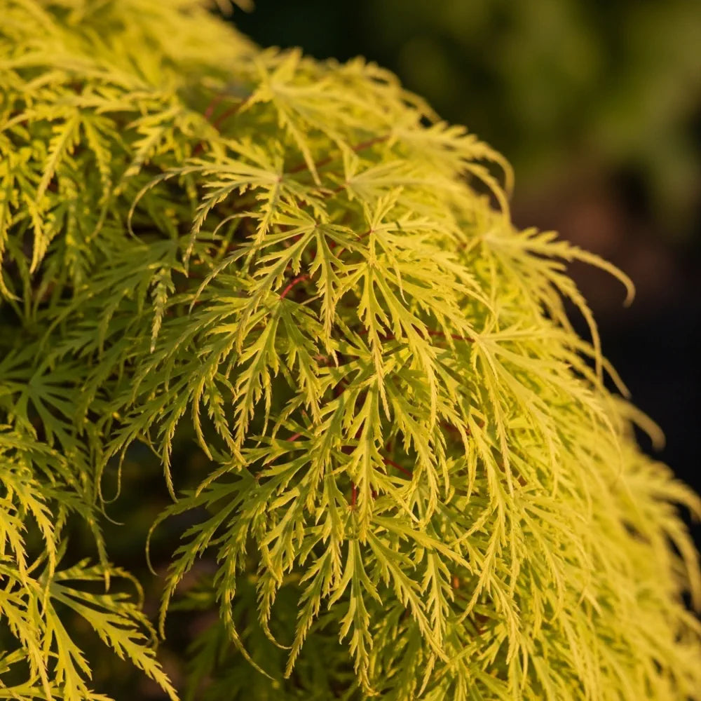 5ft 'Flavescens' Japanese Maple Tree | 90cm Stem Top-Worked Tree | 25L ...